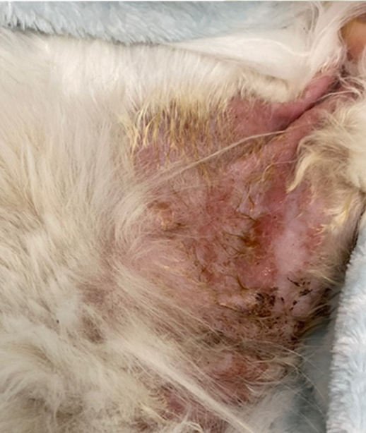 아토피성 피부염으로 진단된 고양이의 치료 전